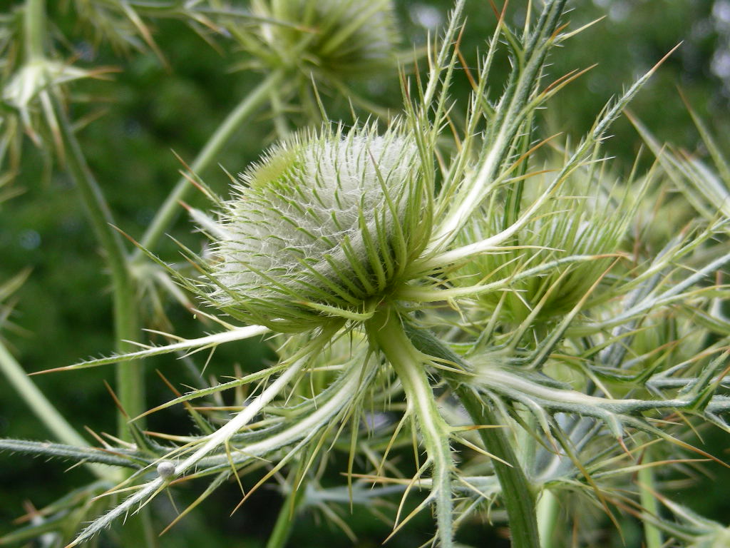 Cirsium eriophorum